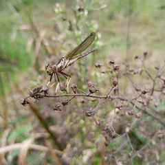 Platycypha caligata caligata