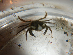 Carcinus maenas