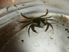 Carcinus maenas