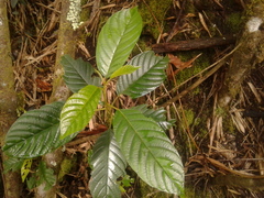 Frangula sphaerosperma