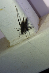 Meloimorpha japonica