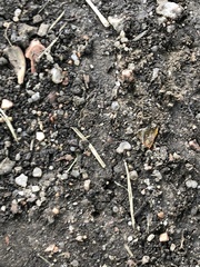 Camponotus decipiens