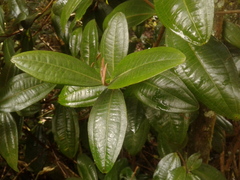 Miconia squamulosa