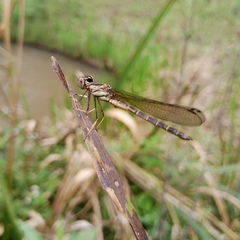 Platycypha caligata caligata