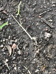 Camponotus decipiens