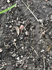 Camponotus decipiens