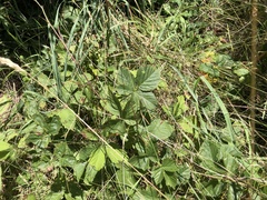 Rubus heterophyllus