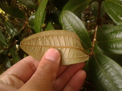 Miconia squamulosa