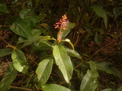 Palicourea angustifolia