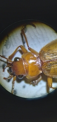 Nebria diversa