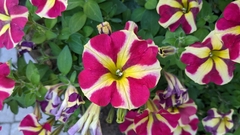 Calibrachoa parviflora