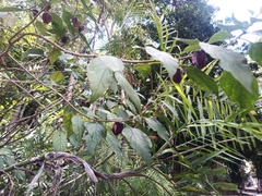 Callianthe megapotamica
