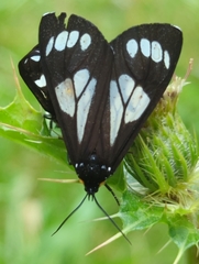 Gnophaela discreta