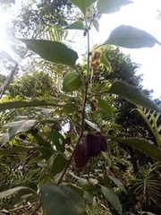 Callianthe megapotamica