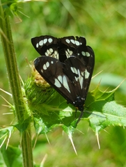 Gnophaela discreta