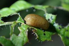 Cionus scrophulariae