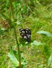 Gnophaela discreta