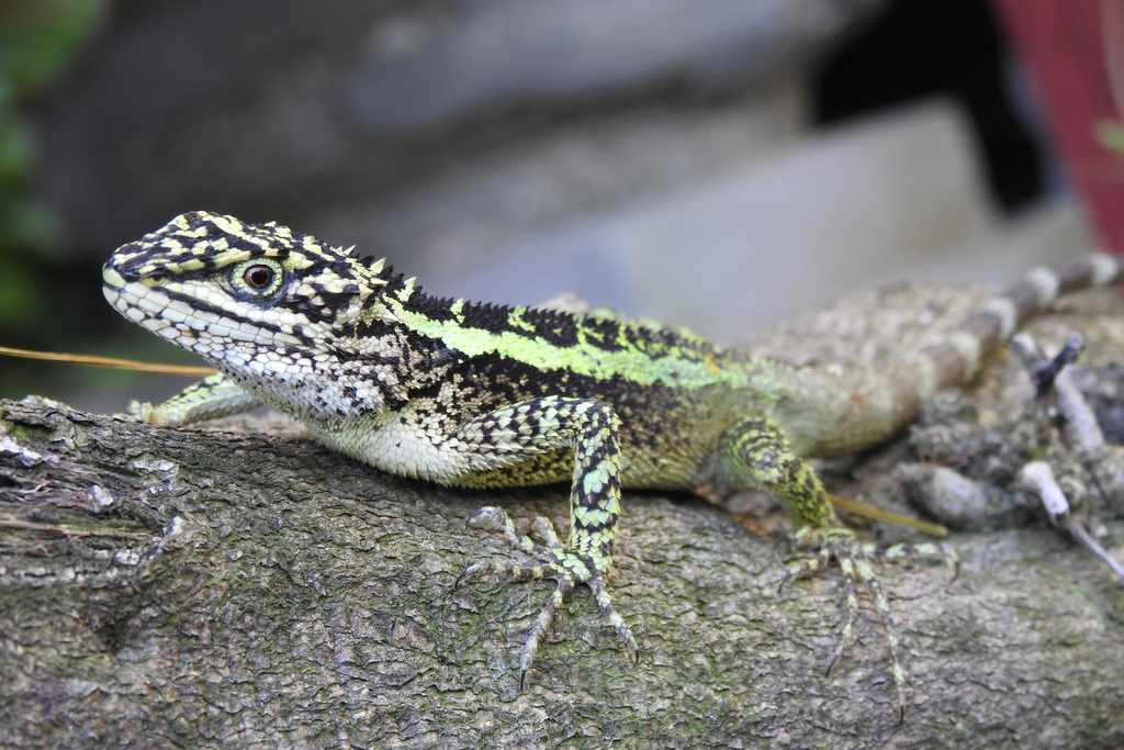 Green Striped Tree Dragon