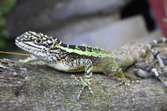 Diploderma splendidum