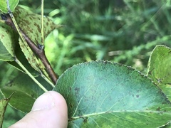 Pyrus pyrifolia