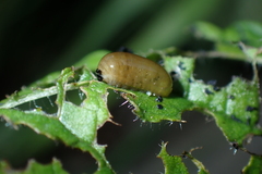 Cionus scrophulariae