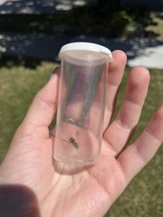 Anthidium oblongatum