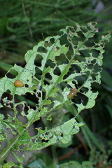 Cionus scrophulariae