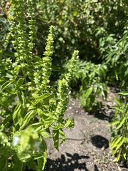 Anthidium oblongatum