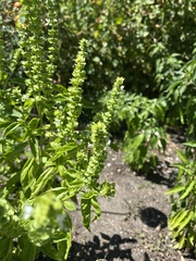 Anthidium oblongatum