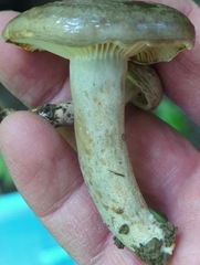 Lactarius pyrogalus