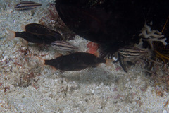 Sea Urchin Cardinalfish photo 2