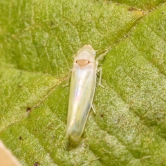 Zygina nivea
