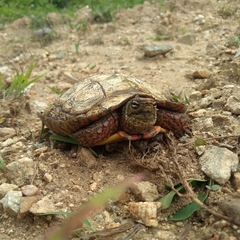 Rhinoclemmys pulcherrima pulcherrima