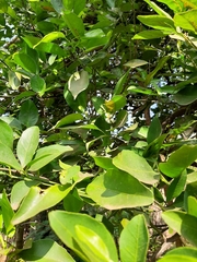 Plebeia droryana