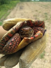 Rhinoclemmys pulcherrima pulcherrima