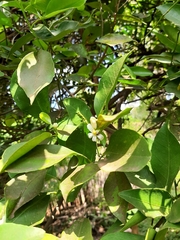 Plebeia droryana