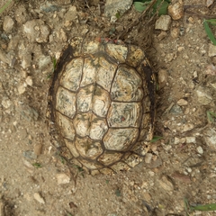 Rhinoclemmys pulcherrima pulcherrima