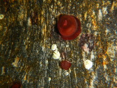 Actinia equina