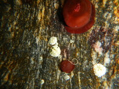 Actinia equina