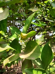 Plebeia droryana