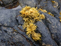 Pelvetia canaliculata