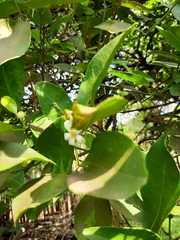 Plebeia droryana