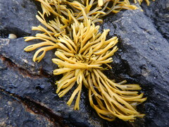 Pelvetia canaliculata