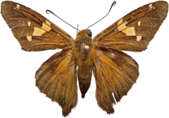 Epargyreus socus socus