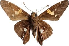 Epargyreus socus socus