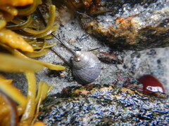 Littorina littorea