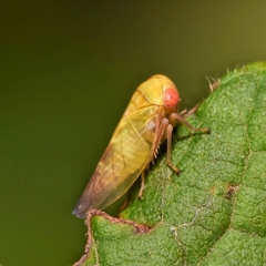 Oncopsis flavicollis