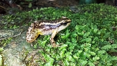 Colostethus ruthveni