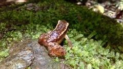 Colostethus ruthveni