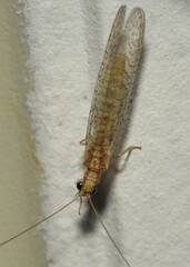 Eremochrysa punctinervis